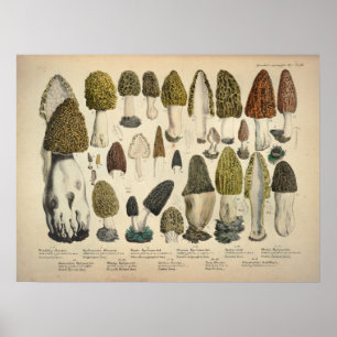 Poster Vintage 1831 Variété de champignons Vert Brown Imp