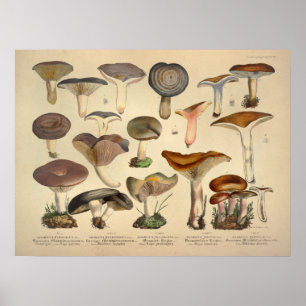 Poster Vintage 1831 Variété de champignons Vert Brown Imp