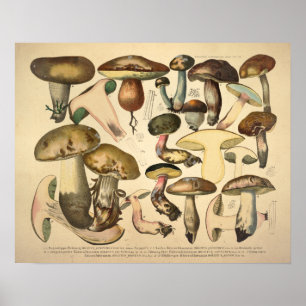 Poster Vintage 1831 Variété de champignons Vert Brown Imp