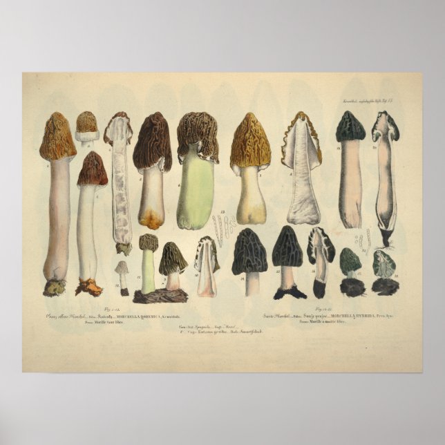 Poster Vintage 1831 Variété de champignons Vert Brown Imp (Devant)