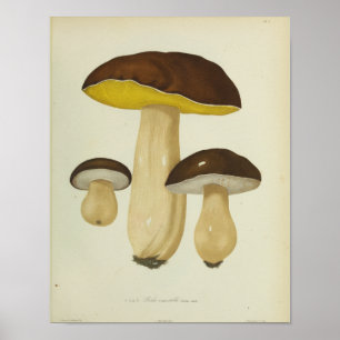 Poster Vintage 1841 Champignons Brown Jaunes Art Imprimer