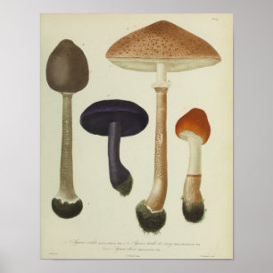 Poster Vintage 1841 Champignons Brown violets Art Imprime