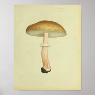Poster Vintage 1841 Champignons Casquettes Brown Art Impr
