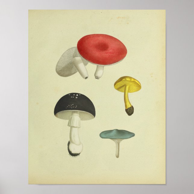 Poster Vintage 1841 Champignons rouges bleus jaunes Art I (Devant)