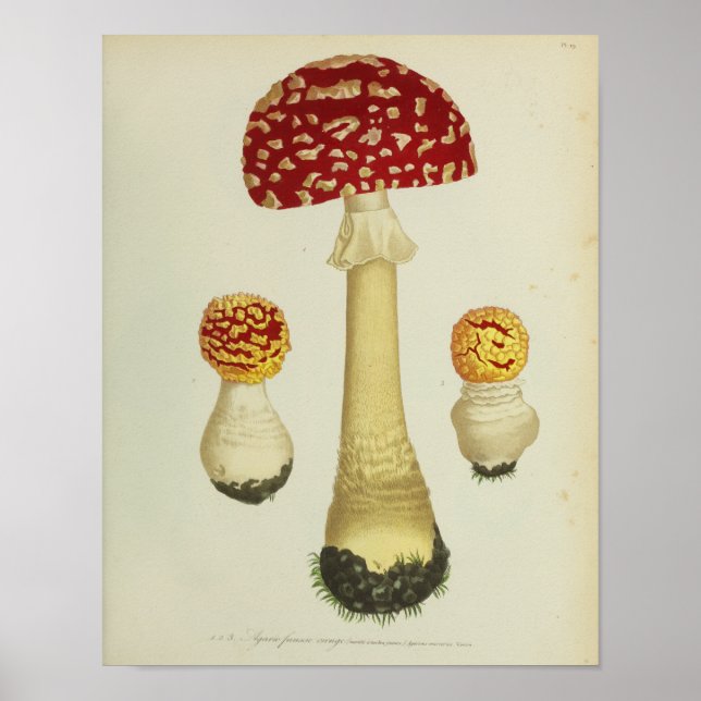 Poster Vintage 1841 Champignons rouges jaunes Art Imprime (Devant)