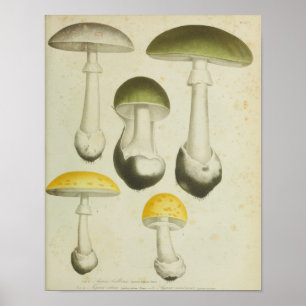 Poster Vintage 1841 Champignons verts jaunes Imprimer