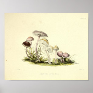 Poster Vintage 1855 Champignons Art blanc Brown Imprimer