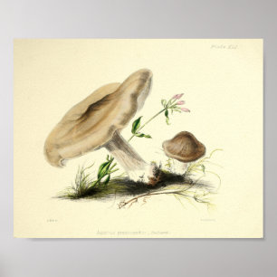 Poster Vintage 1855 Champignons Art Casquette Brown Impri