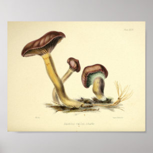 Poster Vintage 1855 Champignons Art Casquette Brown Impri