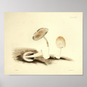 Poster Vintage 1855 Champignons Brown Art blanc Imprimer