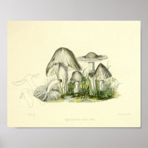 Poster Vintage 1855 Champignons Brown Art blanc Imprimer