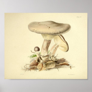 Poster Vintage 1855 Mushrooms White Casquette Art Imprime