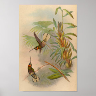 Poster Vintage 1861 Imprimer Colibri à queue blanche