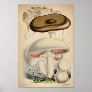 Poster Vintage 1863 Champignons blancs Brown Art