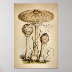 Poster Vintage 1863 Champignons blancs communs Art Imprim