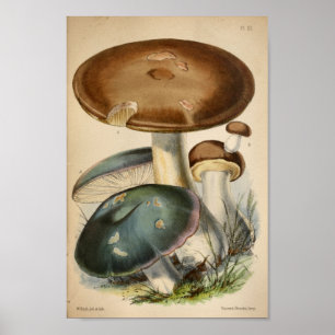 Poster Vintage 1863 Champignons Bleus Brown Art Imprimer