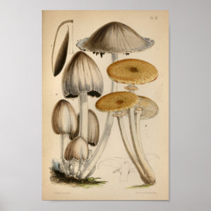 Poster Vintage 1863 Champignons Casquettes blancs Brown A