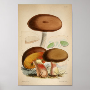 Poster Vintage 1863 Champignons Casquettes Brown Art Impr