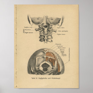 Poster Vintage 1888 Allemand Anatomie Imprimé Cervical Sp