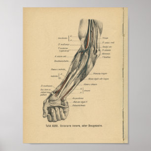 Poster Vintage 1888 Allemand Anatomie Imprimer Arme coude