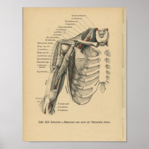 Poster Vintage 1888 Allemand Anatomie Imprimer Bras d'épa