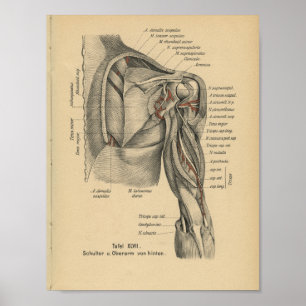Poster Vintage 1888 Allemand Anatomie Imprimer Bras d'épa