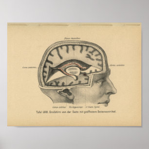 Poster Vintage 1888 Allemand Anatomie Imprimer Cerveau cr