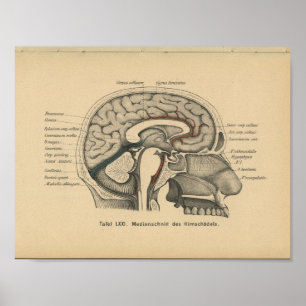 Poster Vintage 1888 Allemand Anatomie Imprimer Cerveau cr