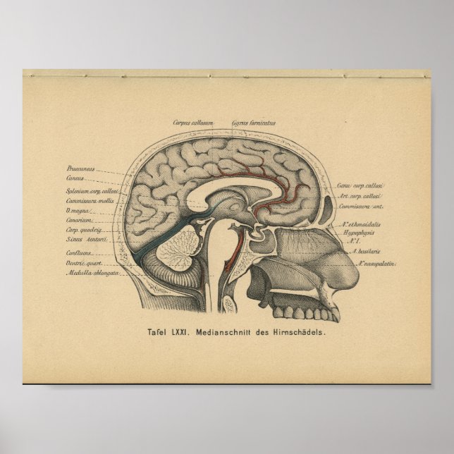 Poster Vintage 1888 Allemand Anatomie Imprimer Cerveau cr (Devant)