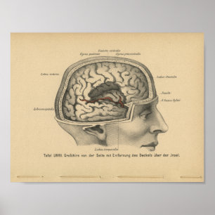 Poster Vintage 1888 Allemand Anatomie Imprimer Cerveau cr