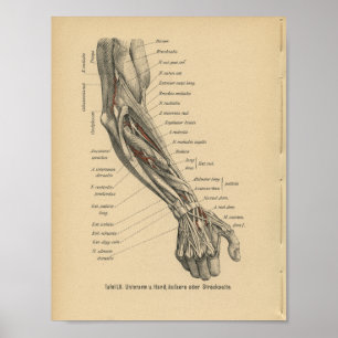 Poster Vintage 1888 Allemand Anatomie Imprimer Main