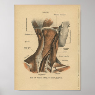 Poster Vintage 1888 Allemand Anatomie Imprimer Muscles Co