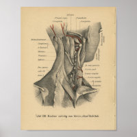 Vintage 1888 Allemand Anatomie Imprimer Muscles Co