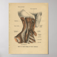 Vintage 1888 Allemand Anatomie Imprimer Muscles Co