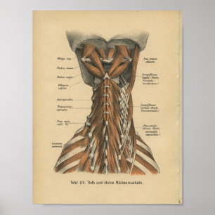 Poster Vintage 1888 Allemand Anatomie Imprimer Muscles Co