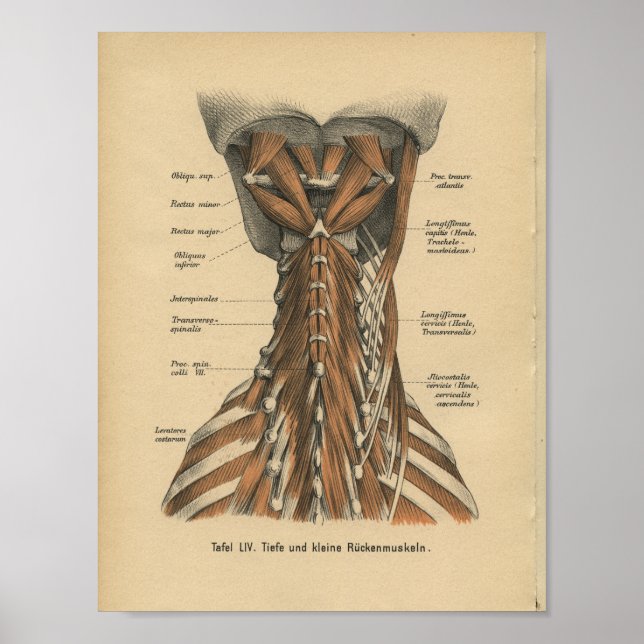 Poster Vintage 1888 Allemand Anatomie Imprimer Muscles Co (Devant)