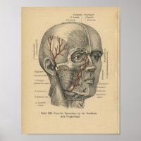 Vintage 1888 Allemand Anatomie Imprimer Nerfs faci