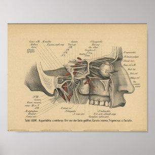 Poster Vintage 1888 Allemand Anatomie Imprimer Nerfs faci