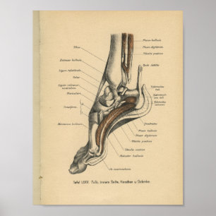 Poster Vintage 1888 Allemand Anatomie Imprimer Pied de ch