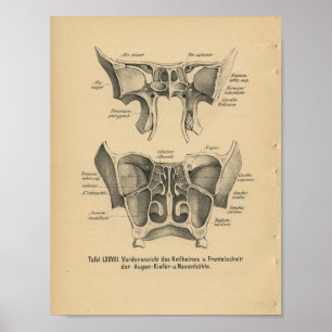 Poster Vintage 1888 Allemand Anatomie Imprimer Sinus