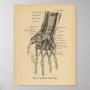 Poster Vintage 1888 Allemand Anatomie Poignée d'impressio