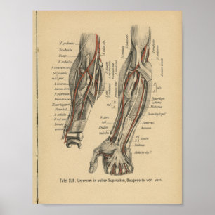 Poster Vintage 1888 Allemand Anatomie Print Arm Elbow