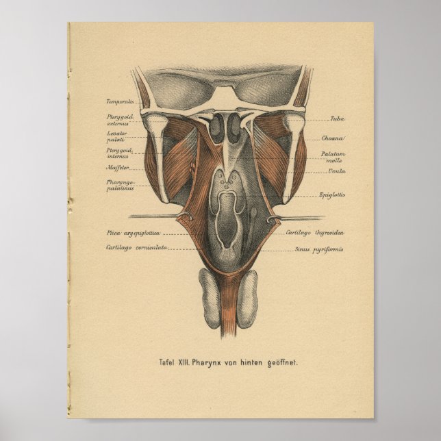 Poster Vintage 1888 Allemand Anatomie Print Pharynx (Devant)