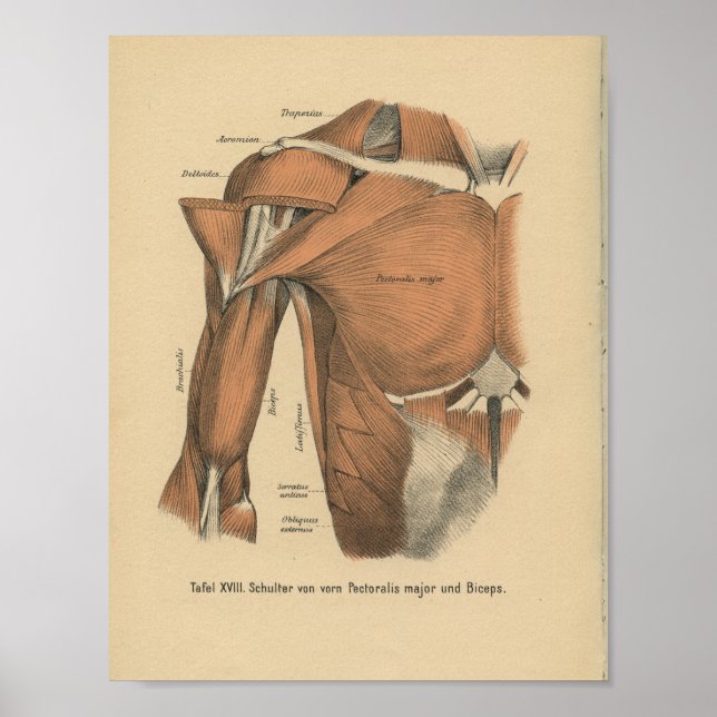 Poster Vintage 1888 Allemand Anatomy Print Chest Muscles (Devant)
