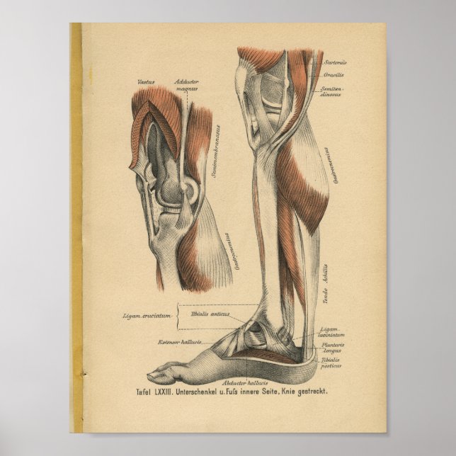 Poster Vintage 1888 Allemand Anatomy Print Leg Pied (Devant)