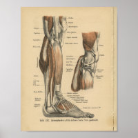 Vintage 1888 Allemand Anatomy Print Leg Pied