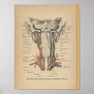 Poster Vintage 1888 Anatomie allemande Cou d'impression