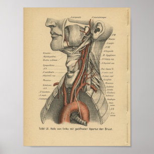 Poster Vintage 1888 Anatomie allemande Imprimer Arc ortiq