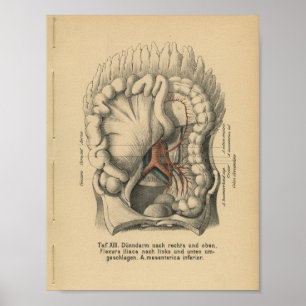 Poster Vintage 1888 Anatomie allemande Imprimer l'abdomen