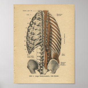 Poster Vintage 1888 Anatomie allemande Imprimer les muscl